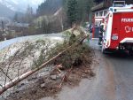 2020-02-04-Einsatz---Baeume-auf-Hoeflestrasse-4.jpg